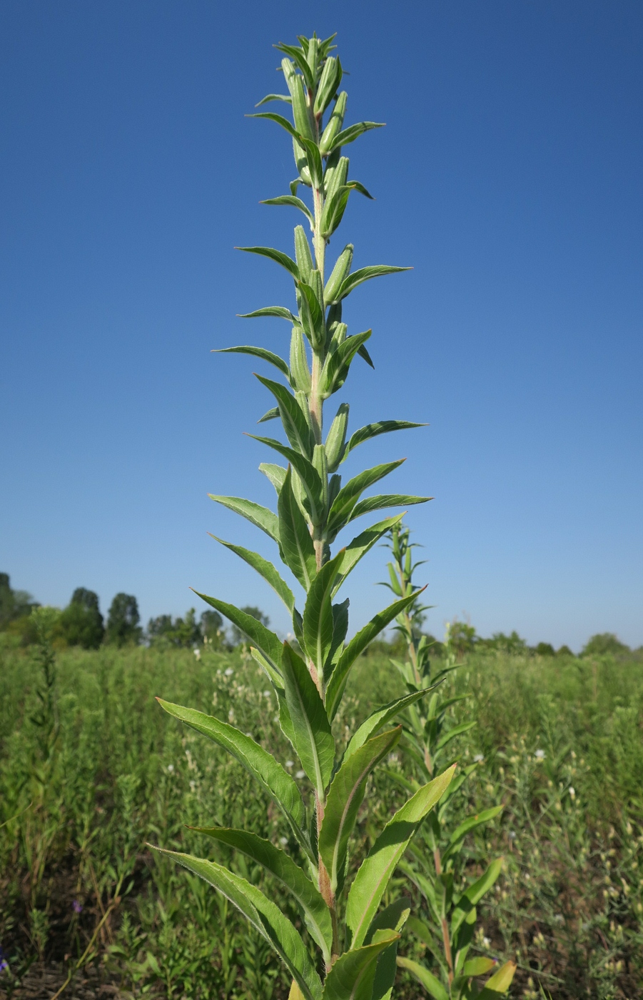Image of Oenothera depressa specimen.