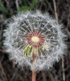 genus Taraxacum