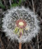 род Taraxacum. Соплодие. Узбекистан, Ташкентская обл., Кураминский хр, ущ. р. Шовга, выше кишлака Шовгаз, левый склон долины реки. 02.06.2019.