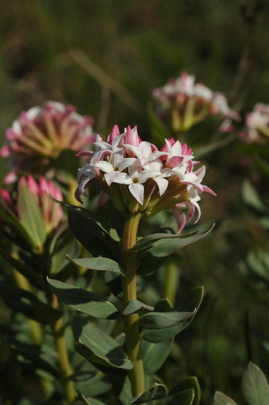 Изображение особи Stelleropsis tianschanica.