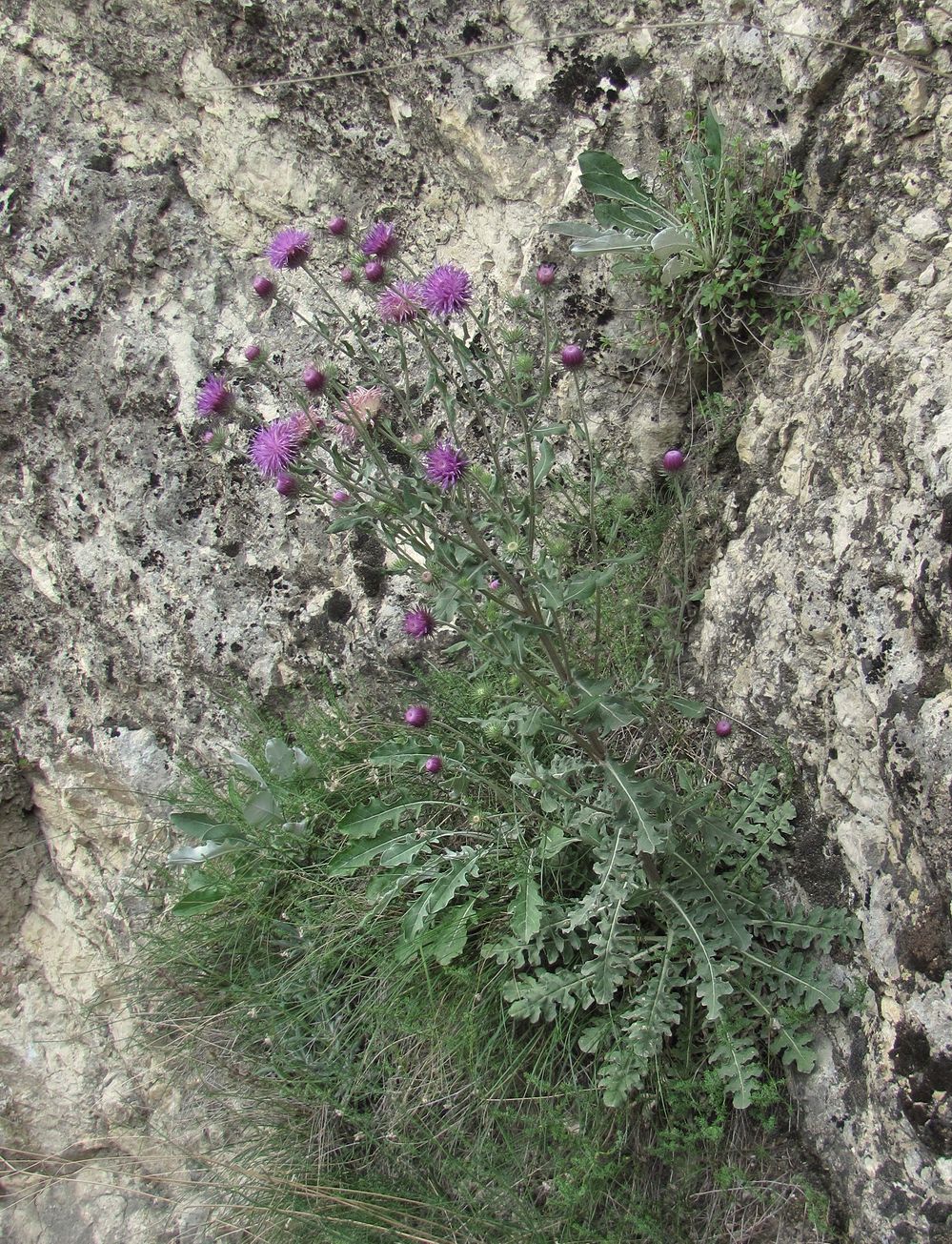 Image of Jurinea ruprechtii specimen.