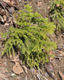 Picea orientalis