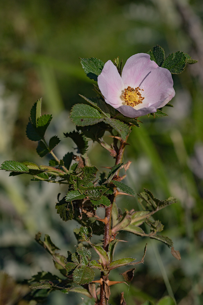 Изображение особи род Rosa.