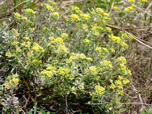 Image of Odontarrhena tortuosa specimen.