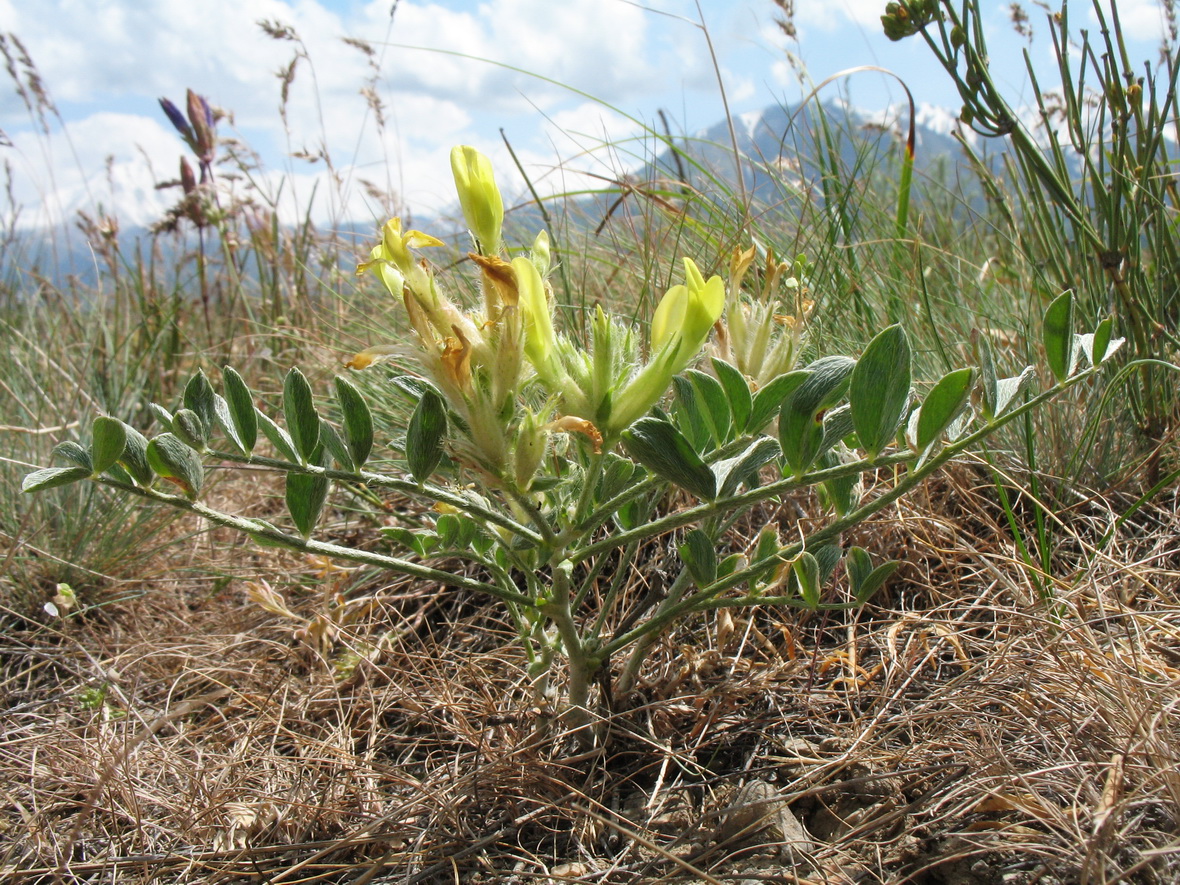 Изображение особи род Astragalus.