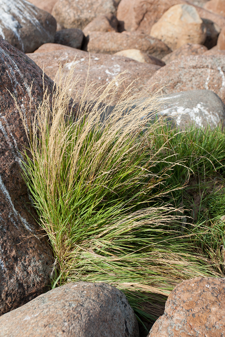 Изображение особи Agrostis straminea.