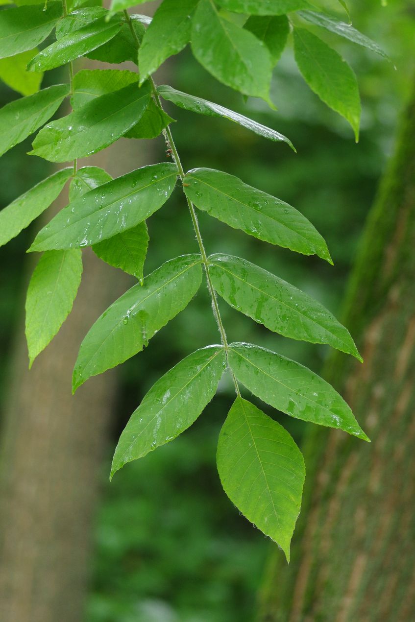 Image of Juglans cinerea specimen.