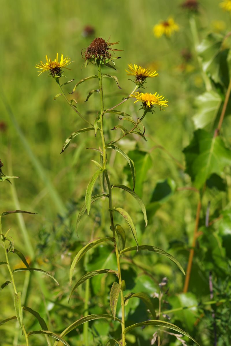 Image of Inula salicina specimen.