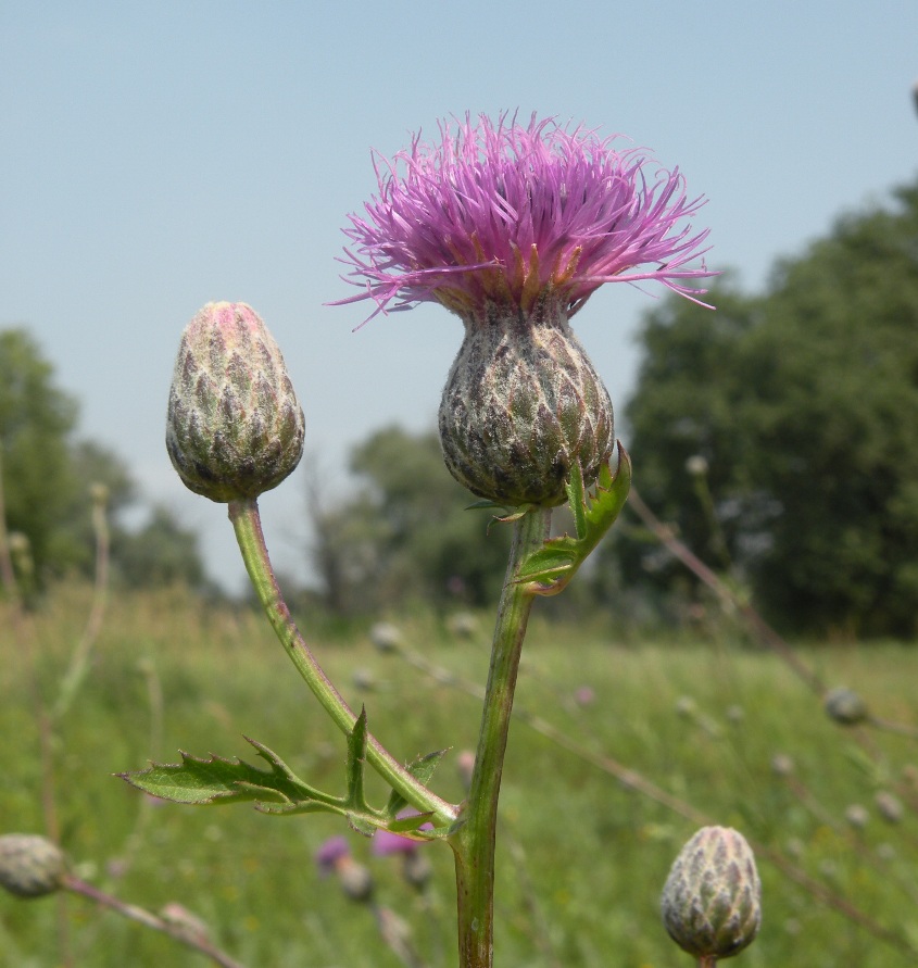 Изображение особи Serratula coronata.