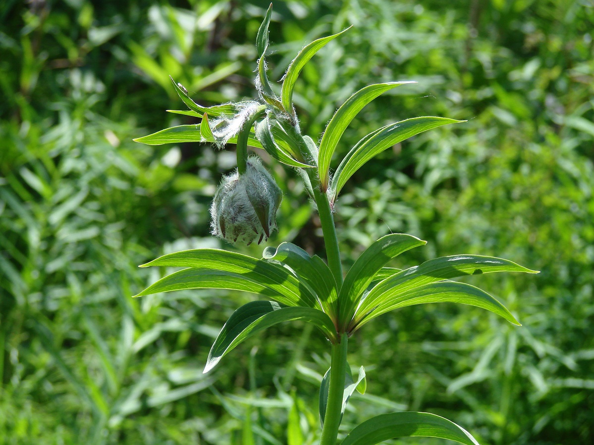 Изображение особи Lilium pilosiusculum.