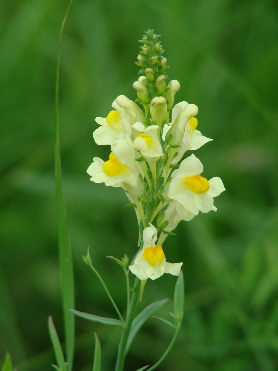 Изображение особи Linaria vulgaris.