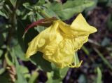 Oenothera glazioviana. Цветок. Испания, автономное сообщество Каталония, провинция Барселона, комарка Осона, муниципалитет Виланова-де-Сау, окр. водохранилища Сау, канава вдоль горной дороги. 15.09.2019.