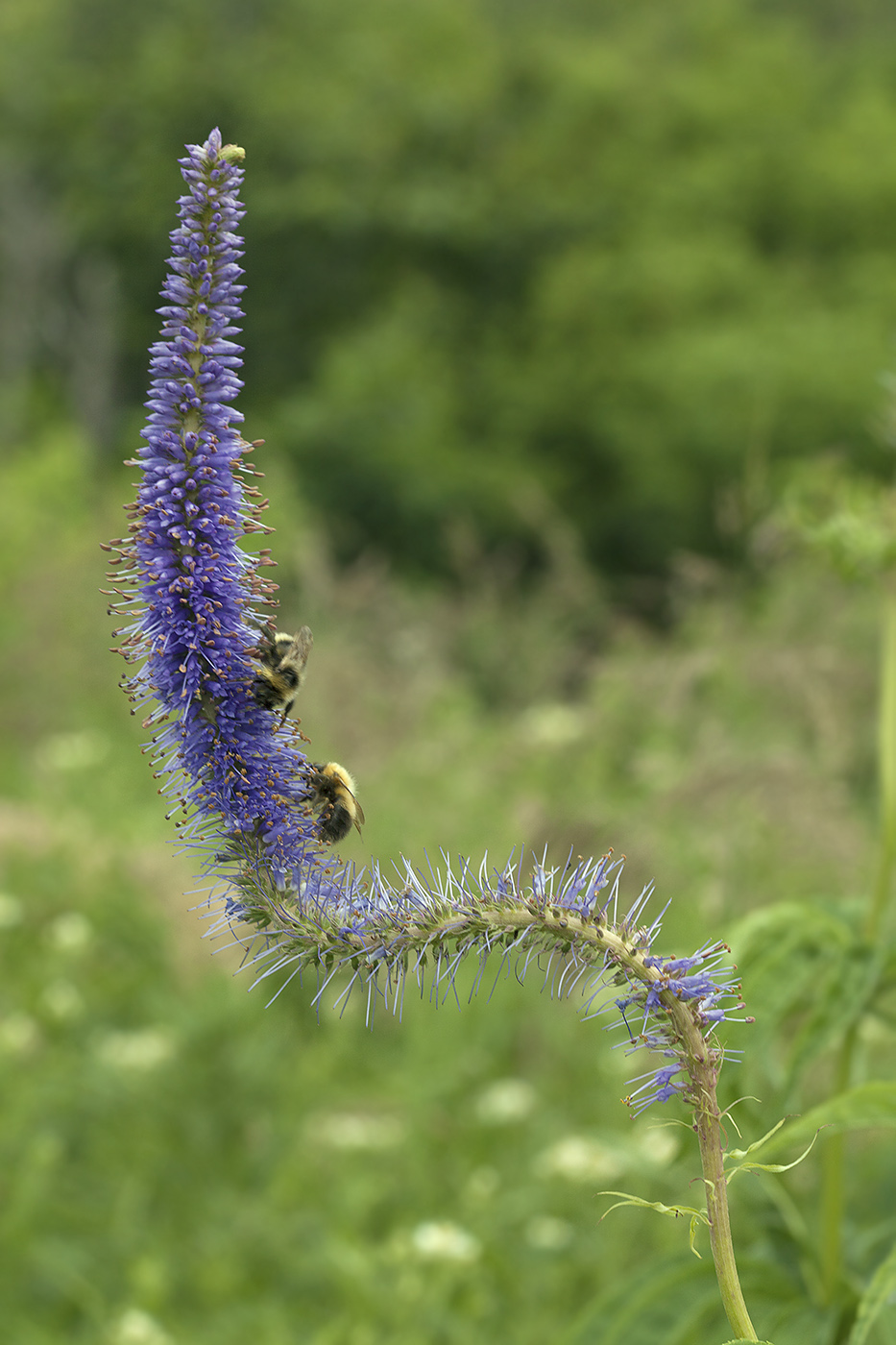 Изображение особи Veronicastrum borissovae.