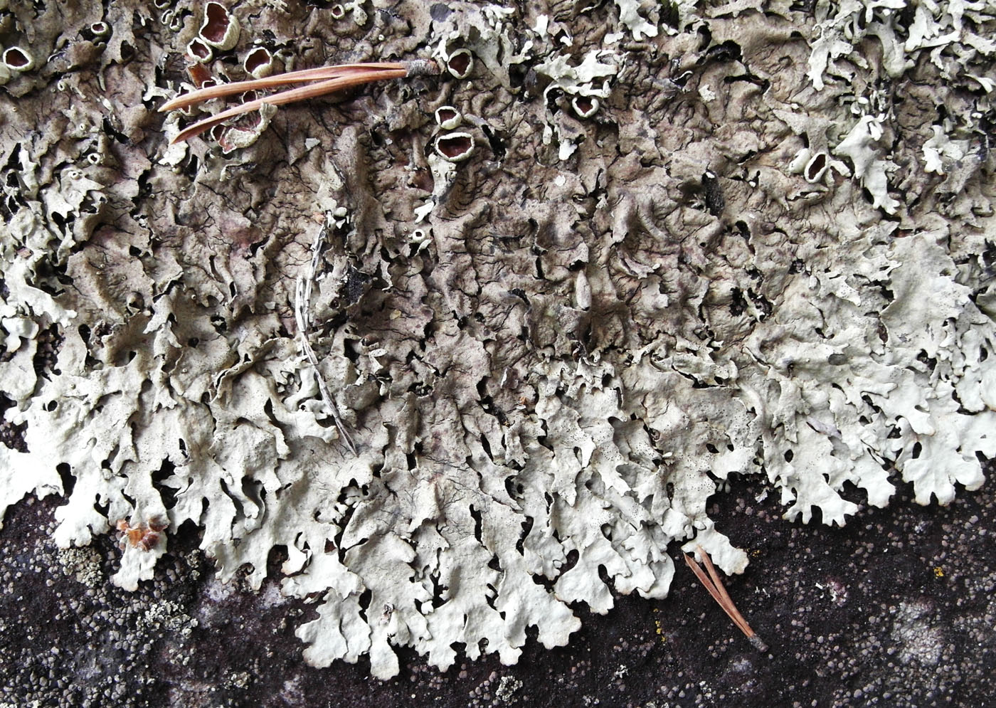 Image of Xanthoparmelia stenophylla specimen.