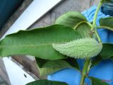 Asclepias syriaca