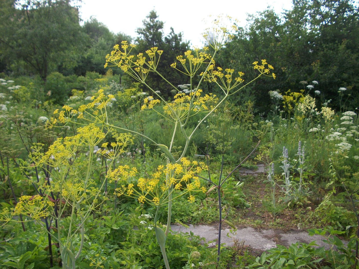 Image of Ferula sadleriana specimen.