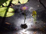 Nymphaea violacea. Цветок, листья. Австралия, северо-западный Квинсленд, национальный парк Boodjamulla (Lawn Hill), маленькое болотце возле р. Lawn Hill; конец сухого сезона (сезон gurreng). 13.10.2009.