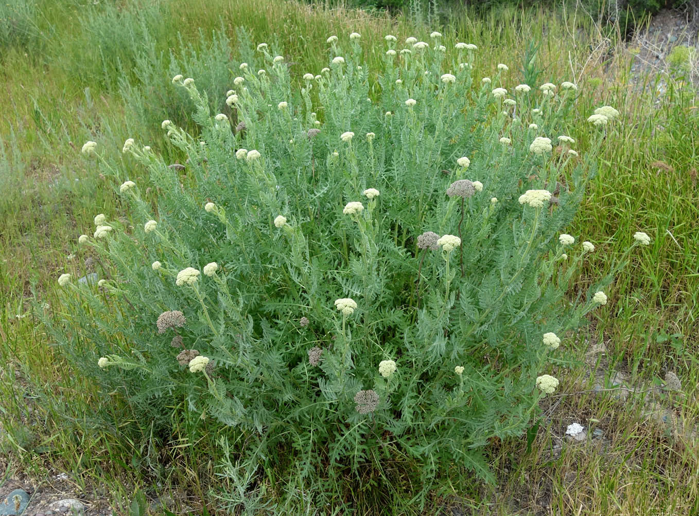 Image of Achillea filipendulina specimen.