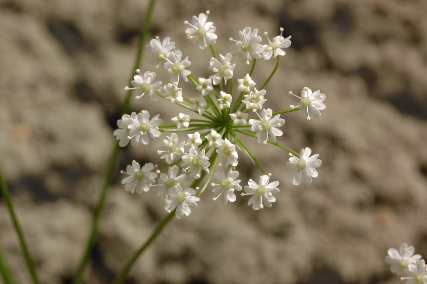 Image of Bunium persicum specimen.