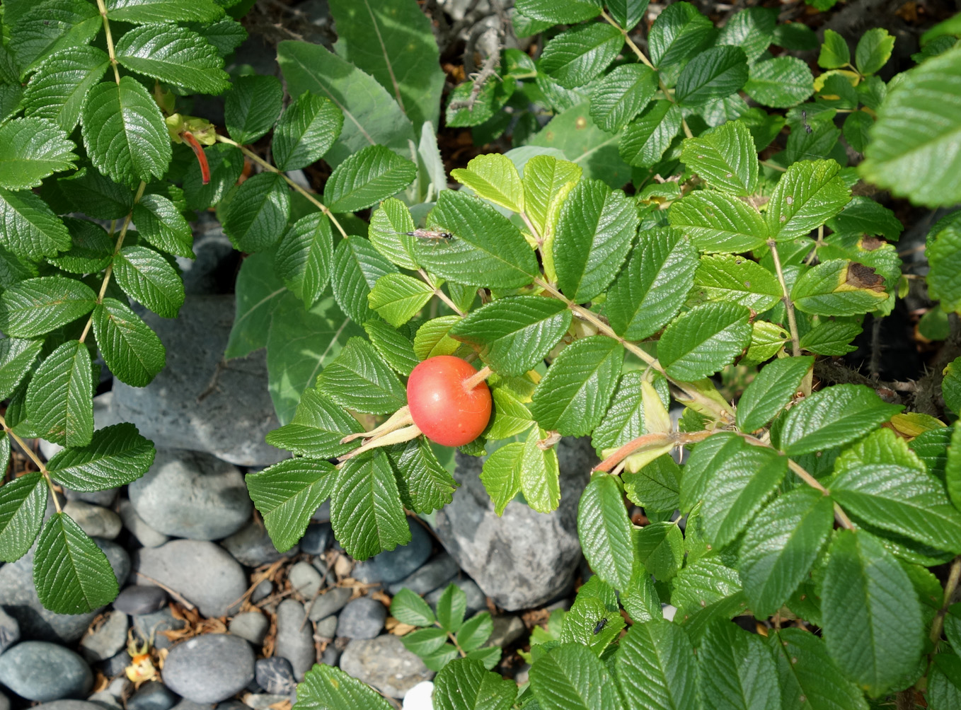 Изображение особи Rosa rugosa.