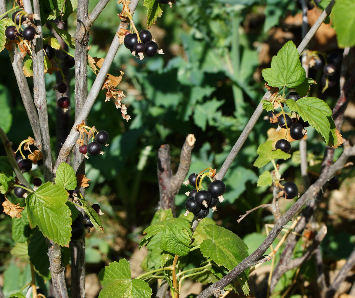 Изображение особи Ribes nigrum.