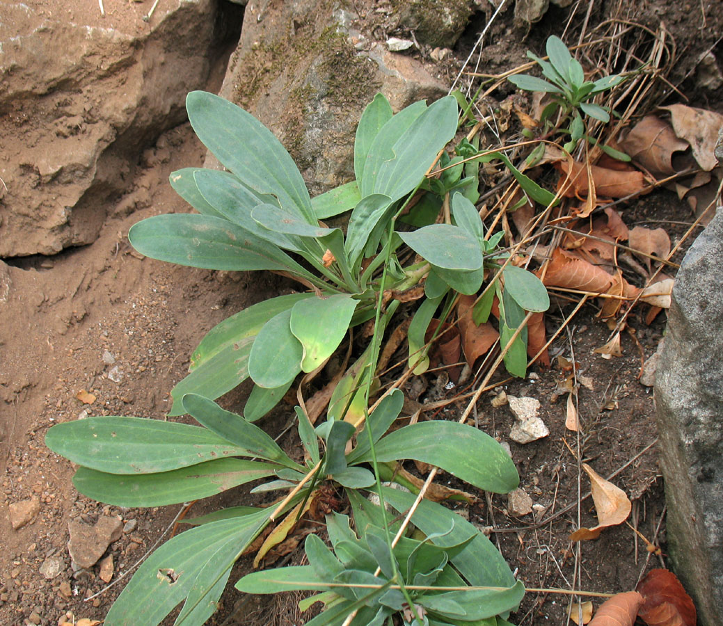 Image of Gypsophila altissima specimen.