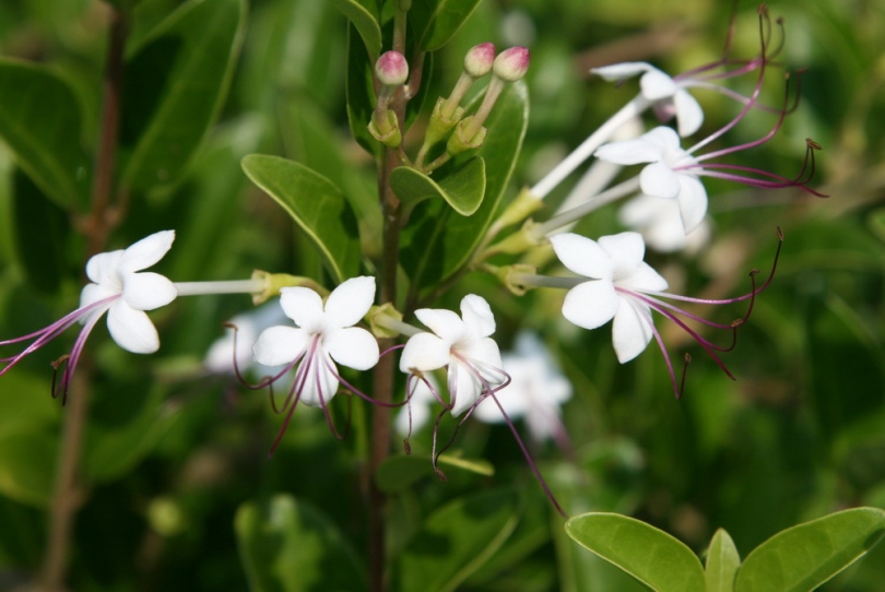 Image of Clerodendrum inerme specimen.