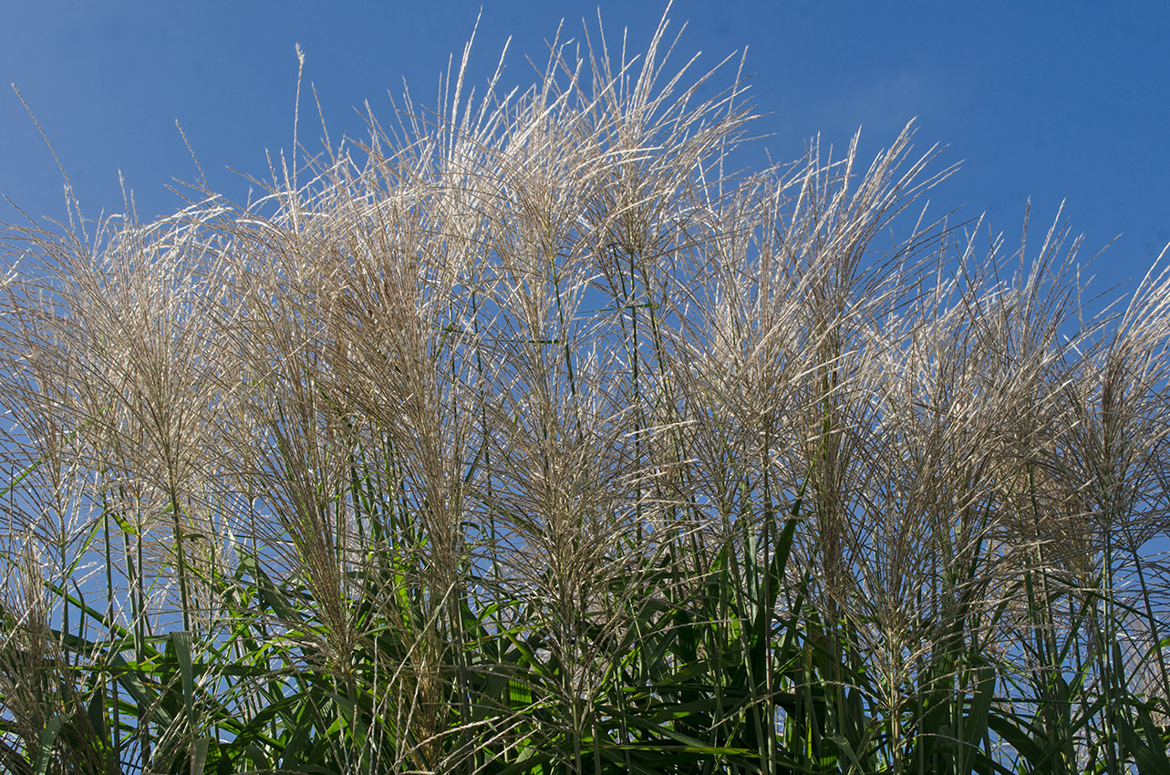 Изображение особи Miscanthus sinensis.