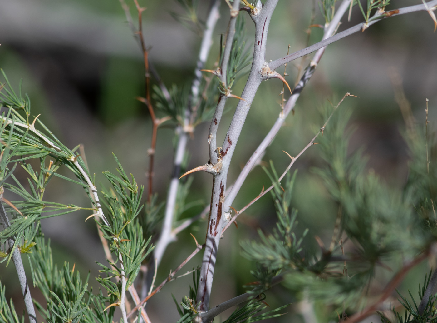 Image of Asparagus nelsii specimen.