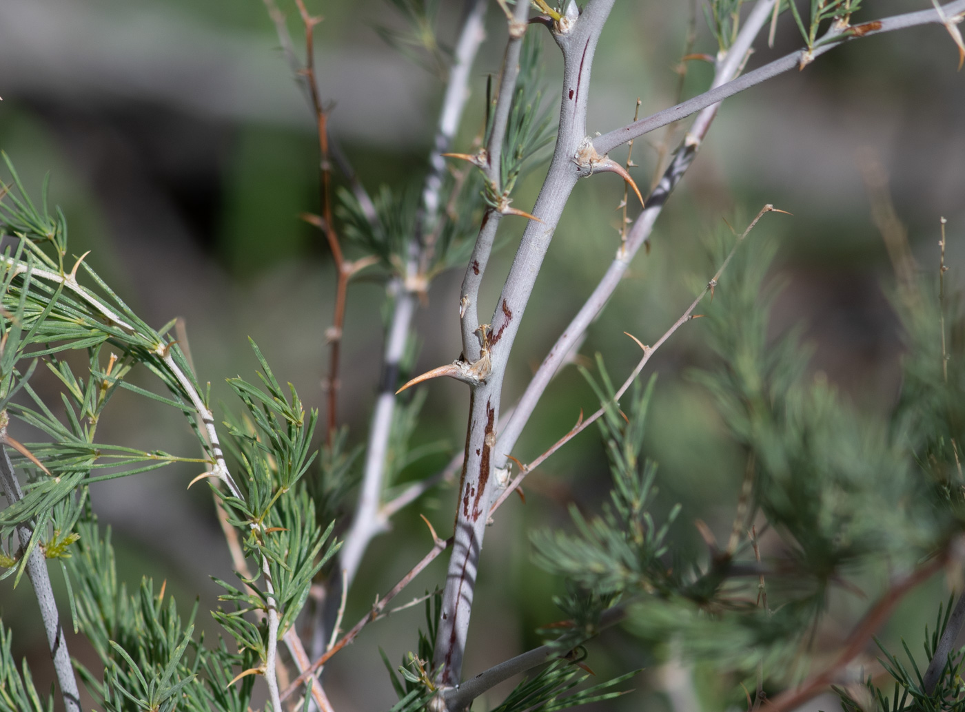 Изображение особи Asparagus nelsii.