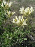 Astragalus albicaulis