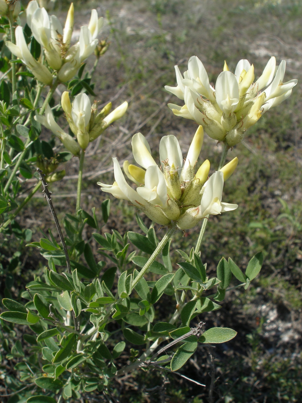 Image of Astragalus albicaulis specimen.