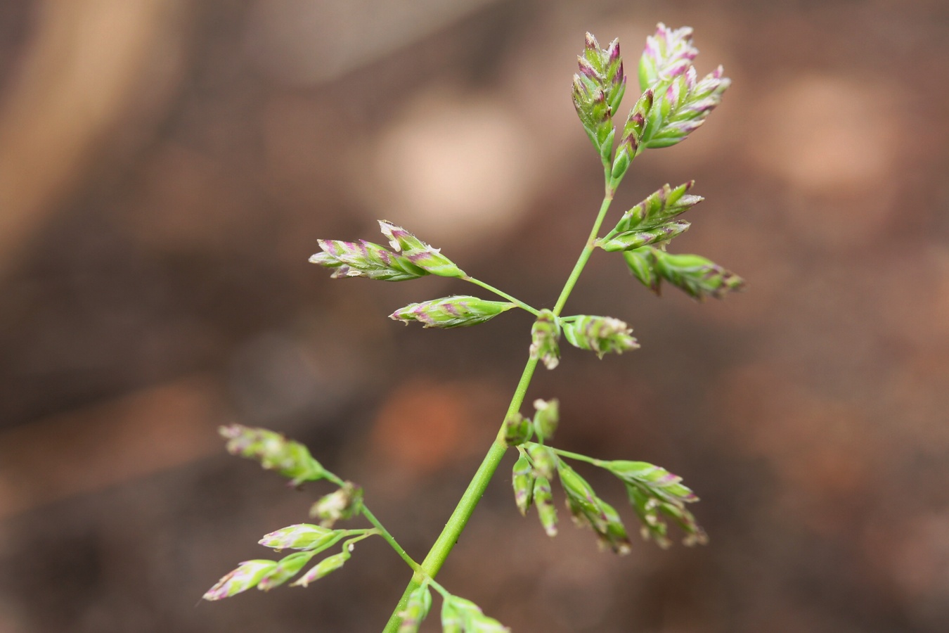 Image of Poa annua specimen.