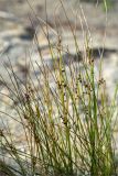 Juncus filiformis. Верхушки плодоносящих растений. Карелия, Медвежьегорский р-н, песчаный берег р. Сонго вблизи соснового леса. 28.09.2019.