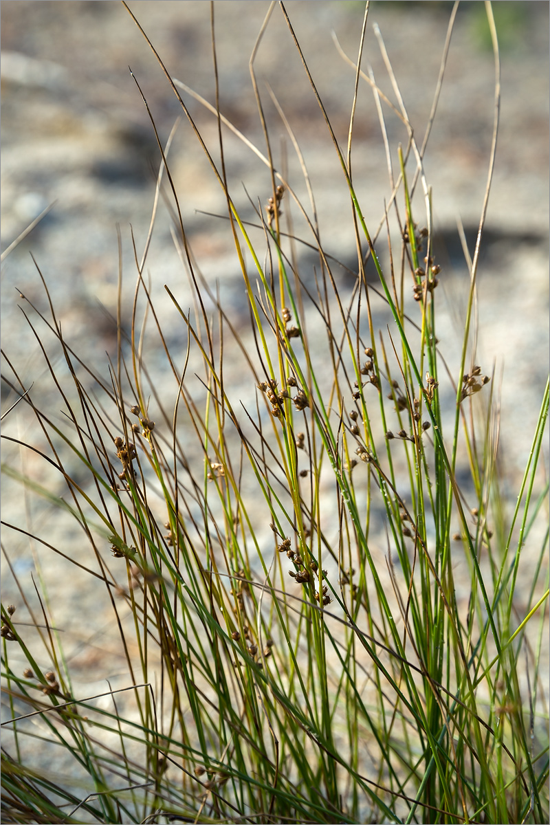 Изображение особи Juncus filiformis.