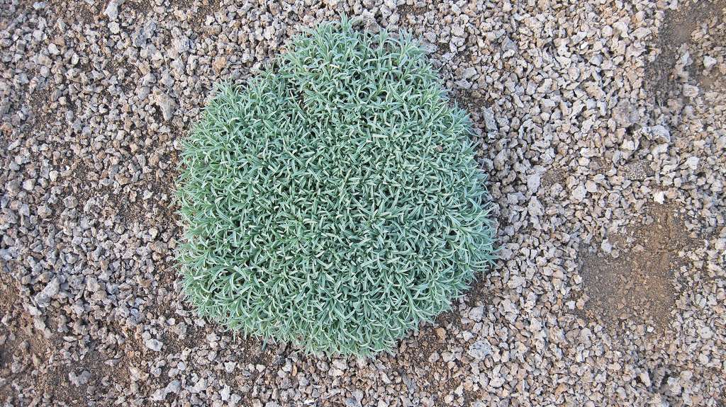 Image of Dianthus repens specimen.