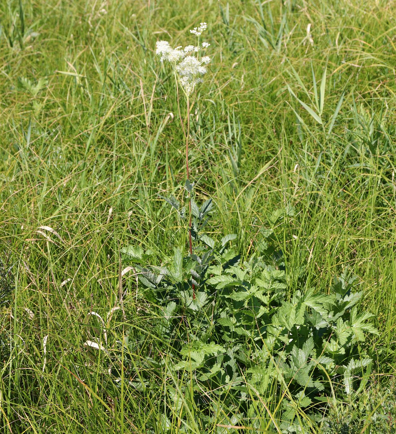 Image of Filipendula stepposa specimen.