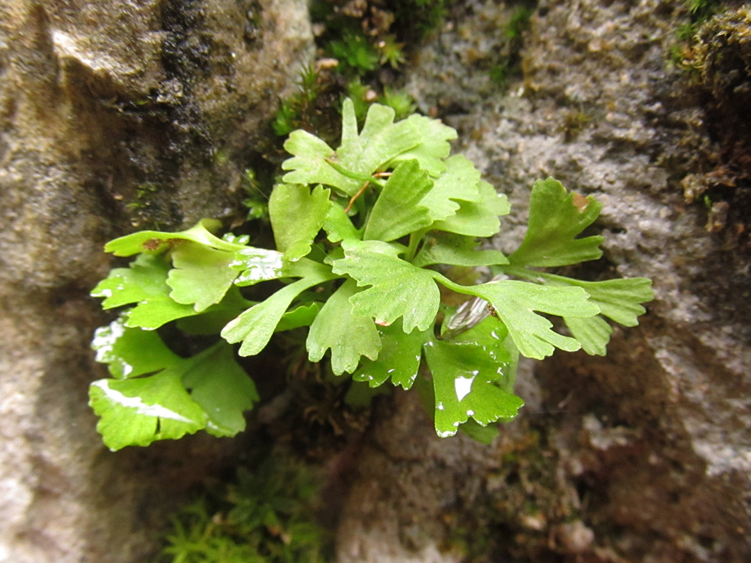 Image of Asplenium haussknechtii specimen.