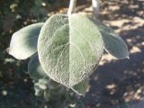 Cydonia oblonga