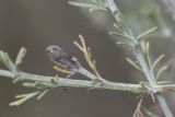 Artemisia taurica