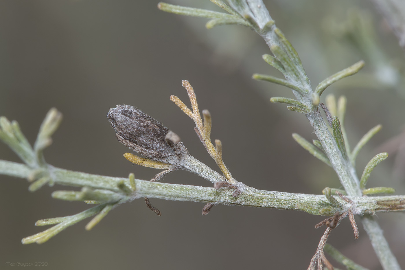 Изображение особи Artemisia taurica.