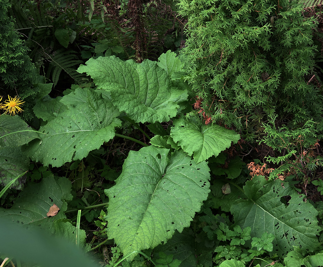 Изображение особи Telekia speciosa.