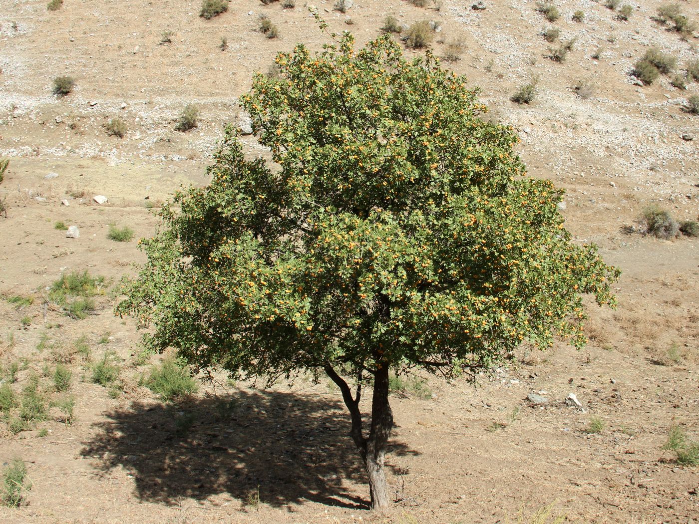 Image of Crataegus pontica specimen.