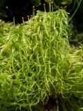 genus Sphagnum. Гаметофиты со спорогонами. Тверская обл., Кимрский р-н, окр. дер. Воронцово, сфагново-осоковое мезотрофное болото в смешанном лесу с преобладанием ели и сосны. 25.07.2020.