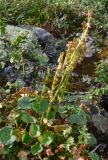 Oxyria digyna. Плодоносящее растение. Мурманская обл., окр. Мончегорска, нижняя часть северного склона. 09.08.2007.