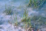 Juncus articulatus. Плодоносящие растения. Челябинская обл., Кыштымский гор. округ, Каолиновый карьер, в воде. 24.07.2020.