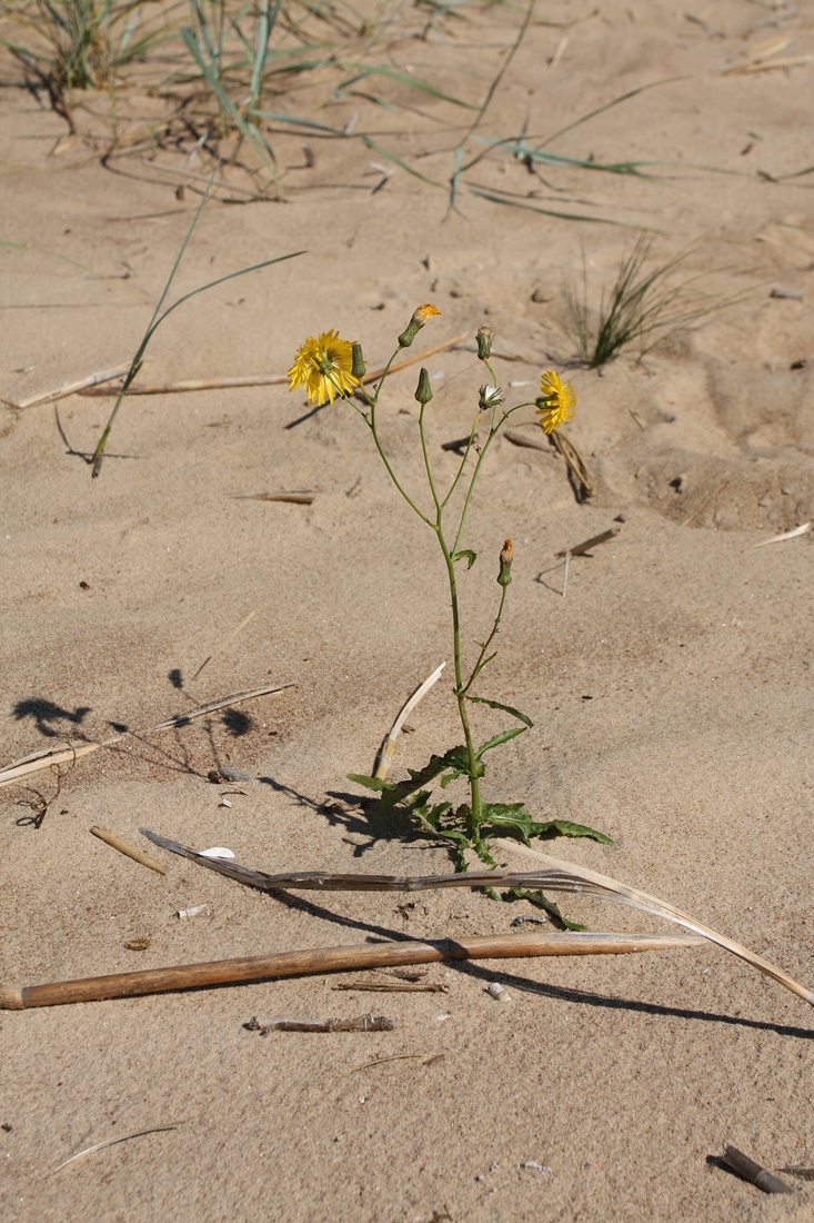 Image of Sonchus arvensis ssp. uliginosus specimen.