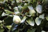 Ficus pumila
