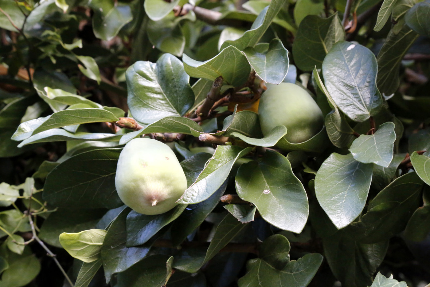 Изображение особи Ficus pumila.