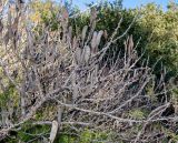 Vachellia hebeclada